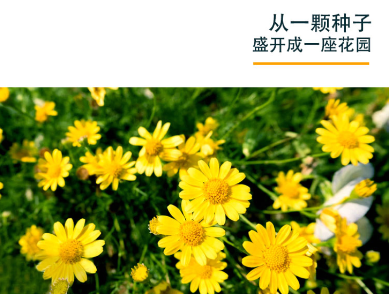 精品春黄菊种子多年生宿根花卉耐寒庭院景观绿化春黄菊