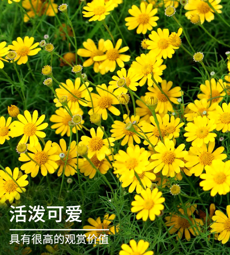 精品春黄菊种子多年生宿根花卉耐寒庭院景观绿化春黄菊