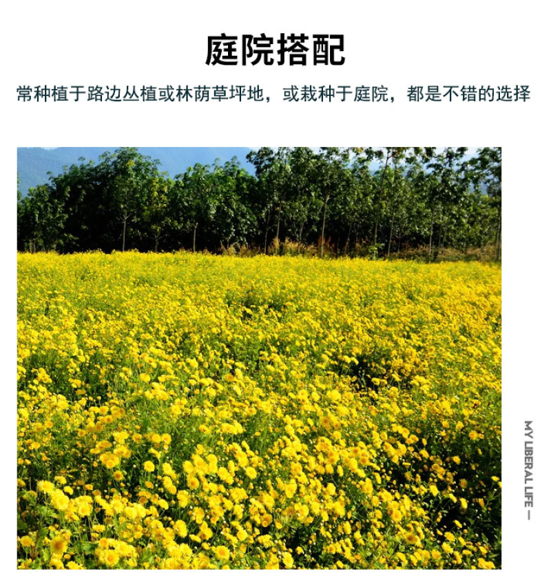 精品春黄菊种子多年生宿根花卉耐寒庭院景观绿化春黄菊