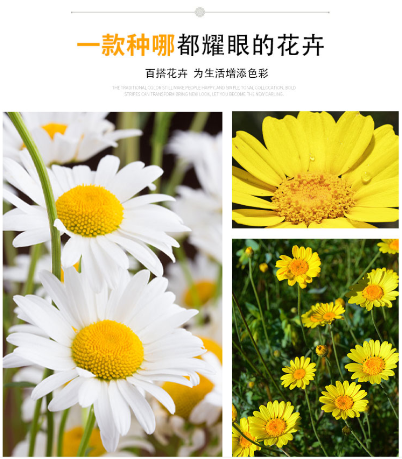 精品春黄菊种子多年生宿根花卉耐寒庭院景观绿化春黄菊