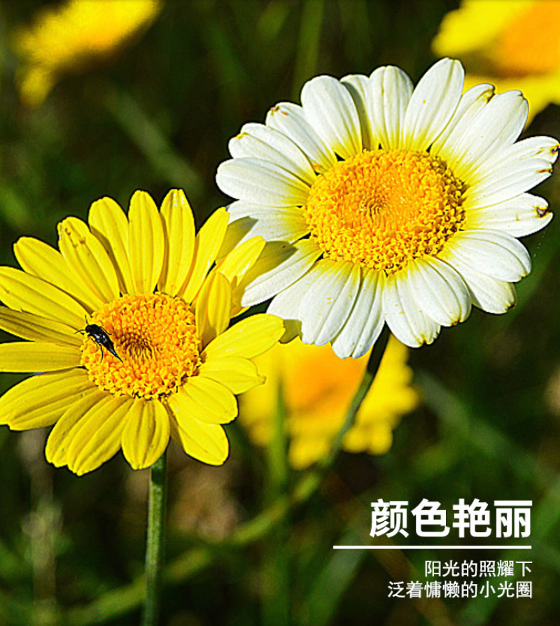 精品春黄菊种子多年生宿根花卉耐寒庭院景观绿化春黄菊
