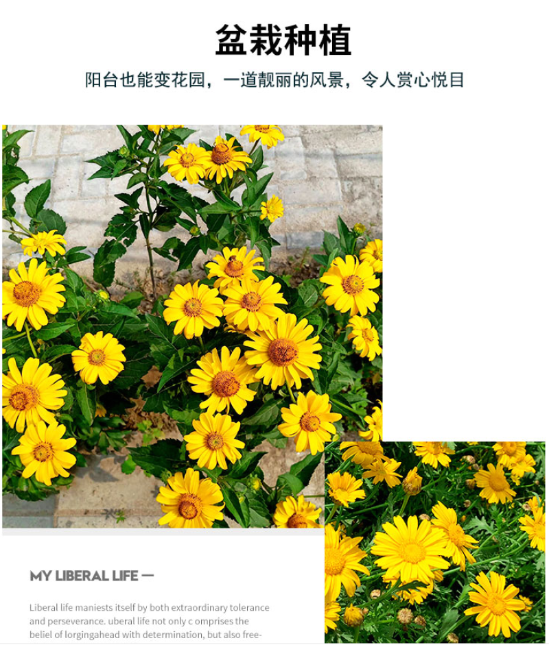精品春黄菊种子多年生宿根花卉耐寒庭院景观绿化春黄菊