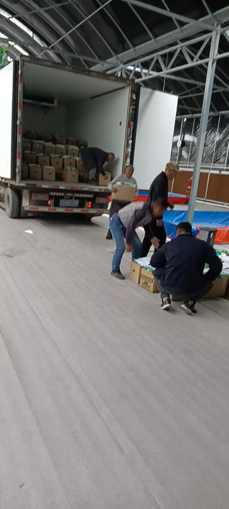 江苏连云港西葫芦种植基地，地头价代发