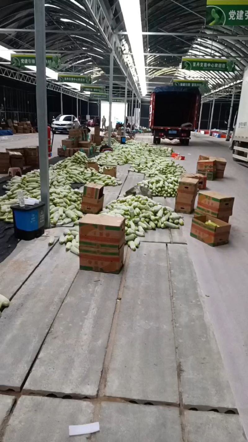 江苏连云港西葫芦种植基地，地头价代发