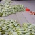 江苏连云港西葫芦种植基地，地头价代发