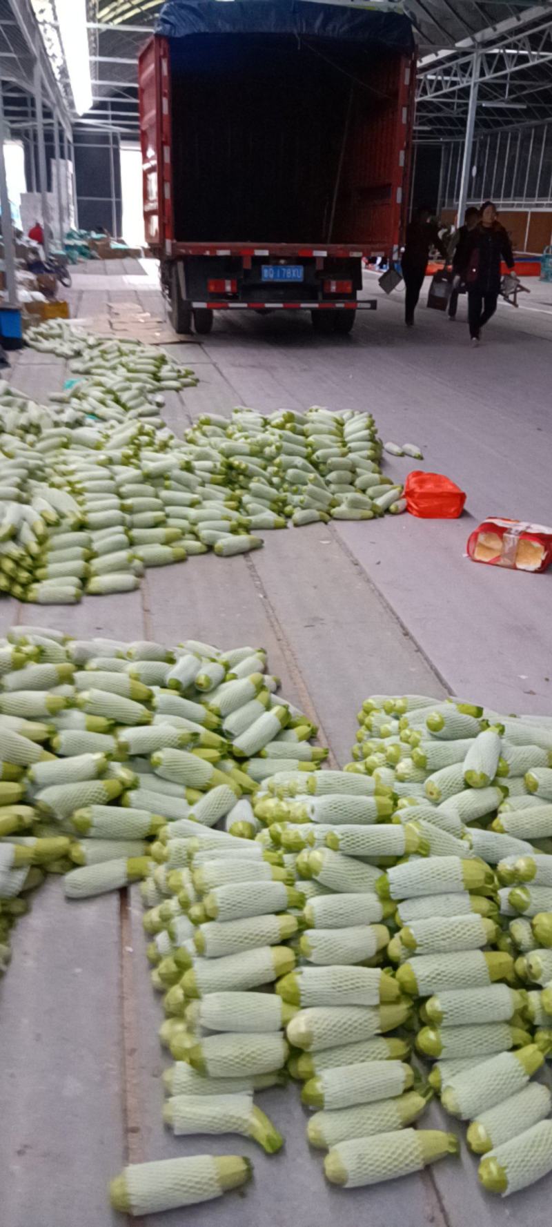 江苏连云港西葫芦种植基地，地头价代发