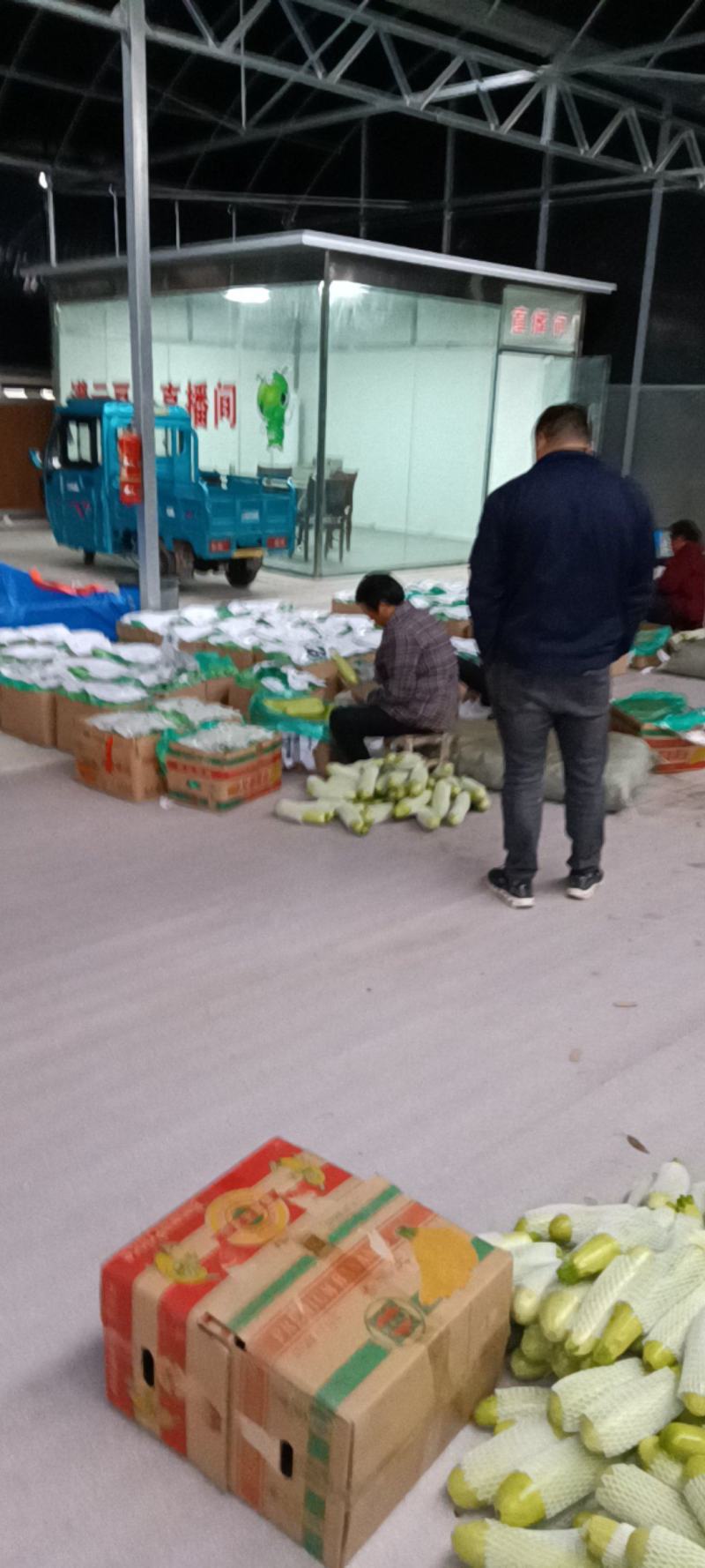 江苏连云港西葫芦种植基地，地头价代发
