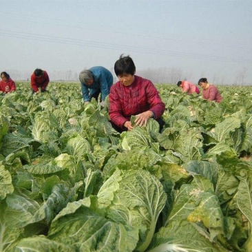 宁夏中宁白菜，品种:玲珑黄，3-6斤，纯黄心矮颗大白菜，