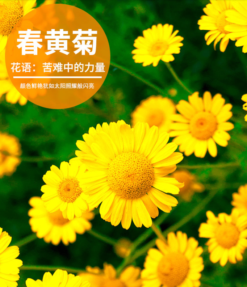 精品春黄菊种子多年生宿根花卉耐寒庭院景观绿化春黄菊