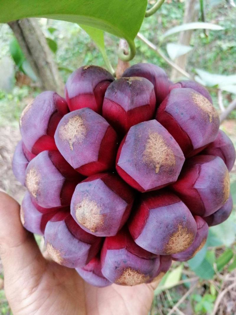 湖南黑老虎布福娜