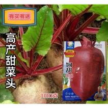 饲甜168红甜菜种子糖萝卜种子红心甜菜根种子红甜菜根种子