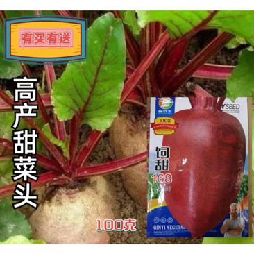 饲甜168红甜菜种子糖萝卜种子红心甜菜根种子红甜菜根种子