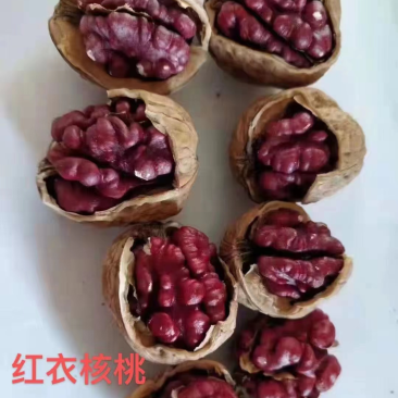 24年新果工厂直发红皮核桃批发一件起批发