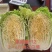 宁夏中宁白菜，品种:玲珑黄，3-6斤，纯黄心矮颗大白菜，