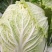 宁夏中宁白菜，品种:玲珑黄，3-6斤，纯黄心矮颗大白菜，