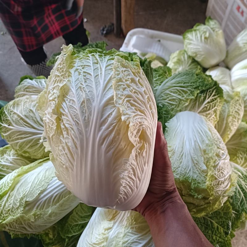 白菜上市