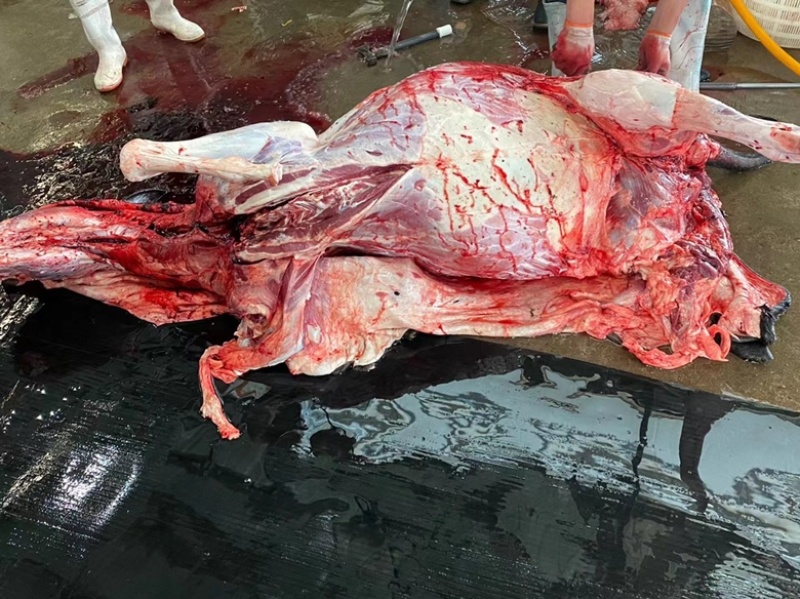 驴肉带皮驴肉山东驴肉驴白条驴副产品