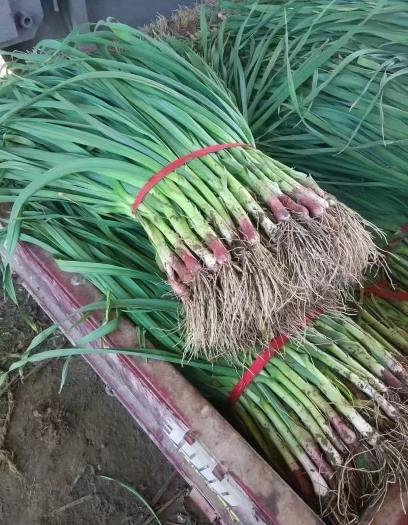 红根蒜苗水洗蒜苗大量上市全国发货每天装车欢迎咨询