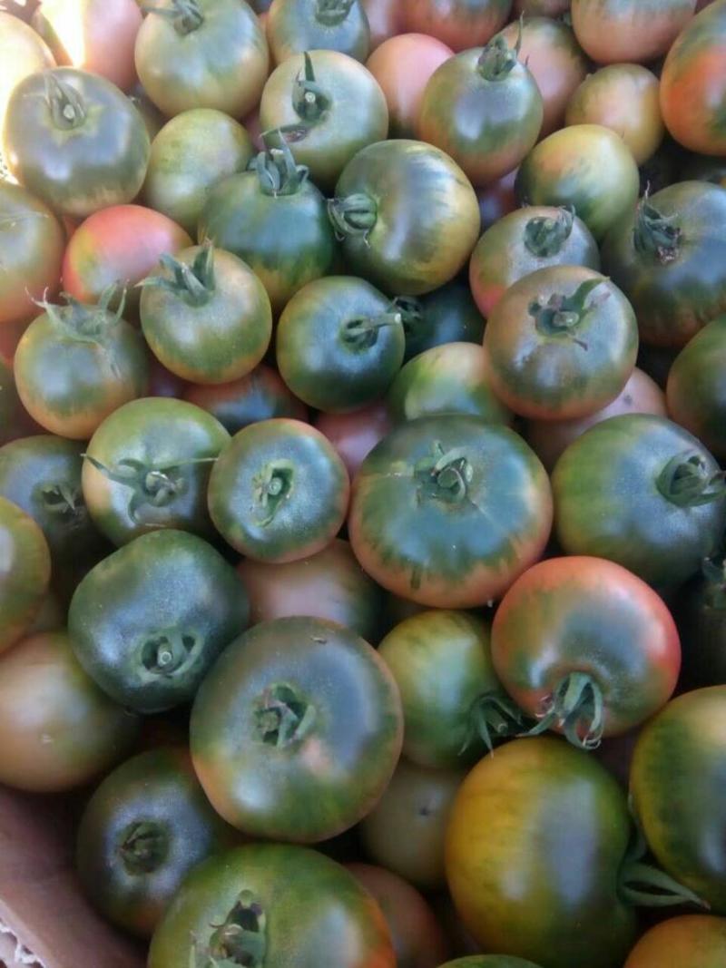 甜美水果西红柿早熟沙甜可口货架期长高秧大果