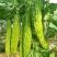 苦瓜苗湖南基地直发南北方均可种植量大从优