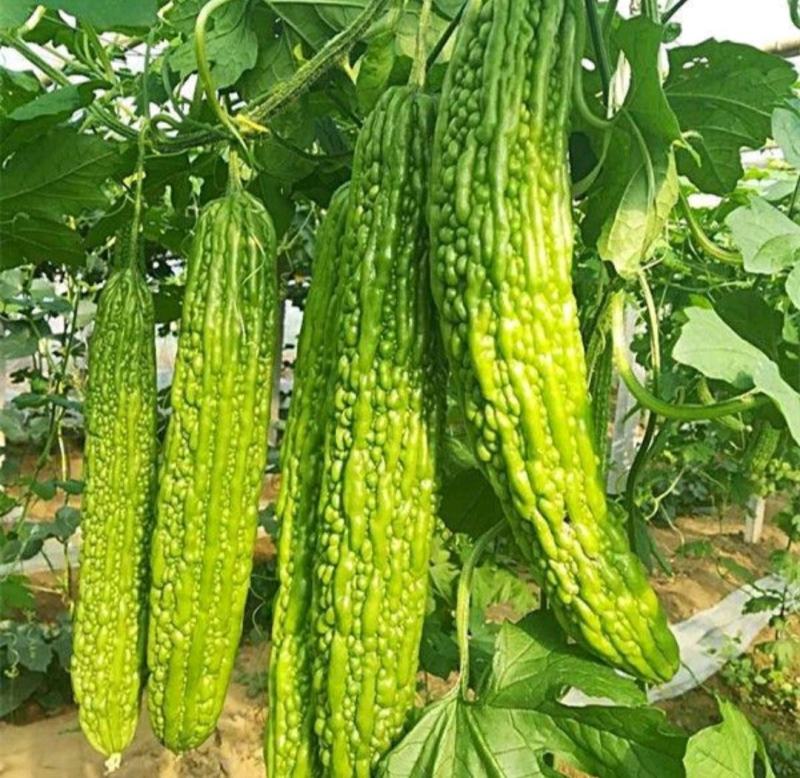 苦瓜苗湖南基地直发南北方均可种植量大从优