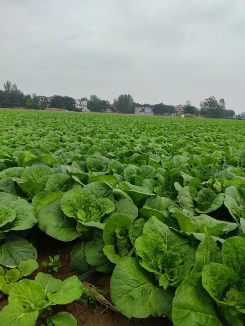 河南鹿邑优质娃娃菜，可视频看货产地直供，欢迎联系