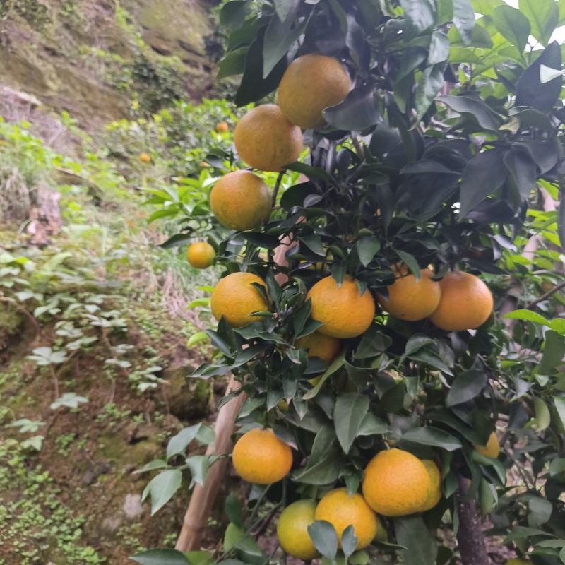 精品爱媛38果冻橙皮薄肉细汁多产地直发欢迎采购