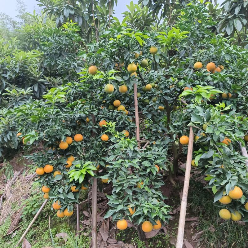 精品爱媛38果冻橙皮薄肉细汁多产地直发欢迎采购