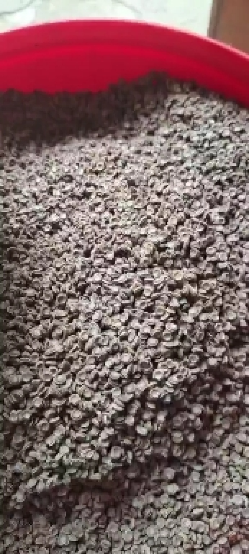 粉防己种子江西地道药材粉防己种子