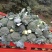西兰花已经上市欢迎新老客户选购
