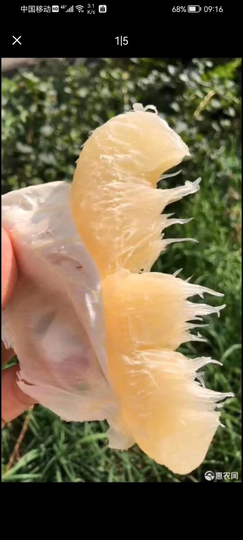 江永粗石江沙田柚#富发果业产地代办点，特点皮薄多汁含糖高