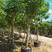腊肠树（阿勃勒）米径5-8-10-12-15公分假植苗