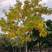 腊肠树（阿勃勒）米径5-8-10-12-15公分假植苗