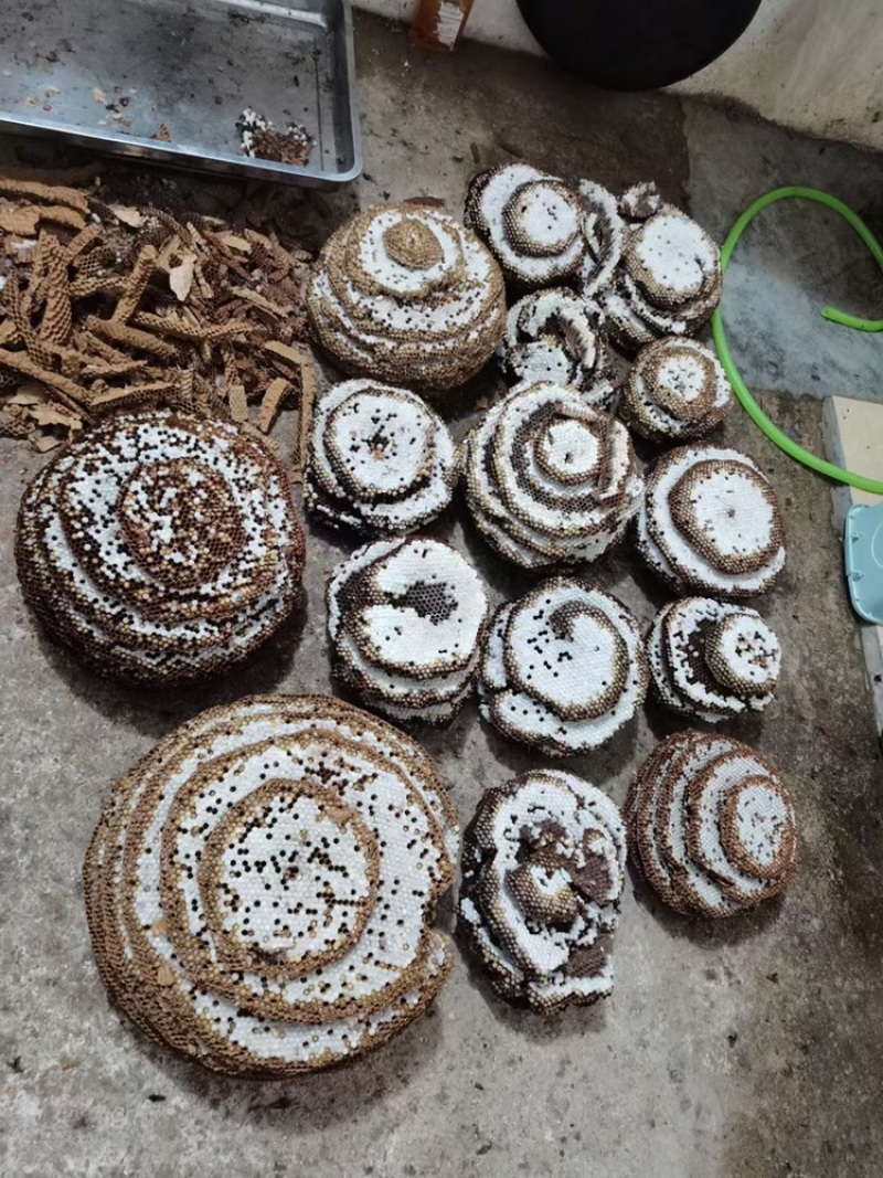 大量批发蜂蛹，马蜂蛹胡蜂蛹批发，新鲜带巢的价格