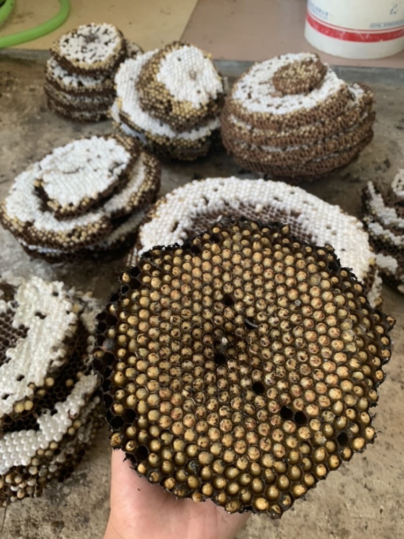 大量批发蜂蛹，马蜂蛹胡蜂蛹批发，新鲜带巢的价格