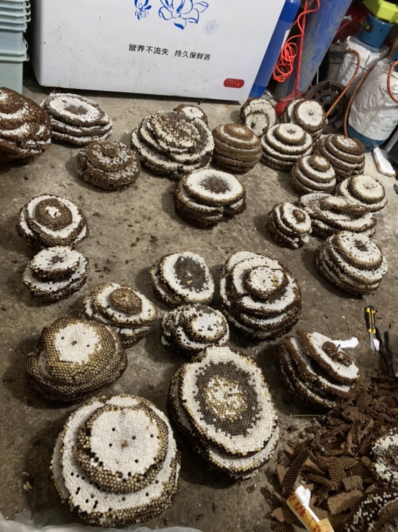 大量批发蜂蛹，马蜂蛹胡蜂蛹批发，新鲜带巢的价格