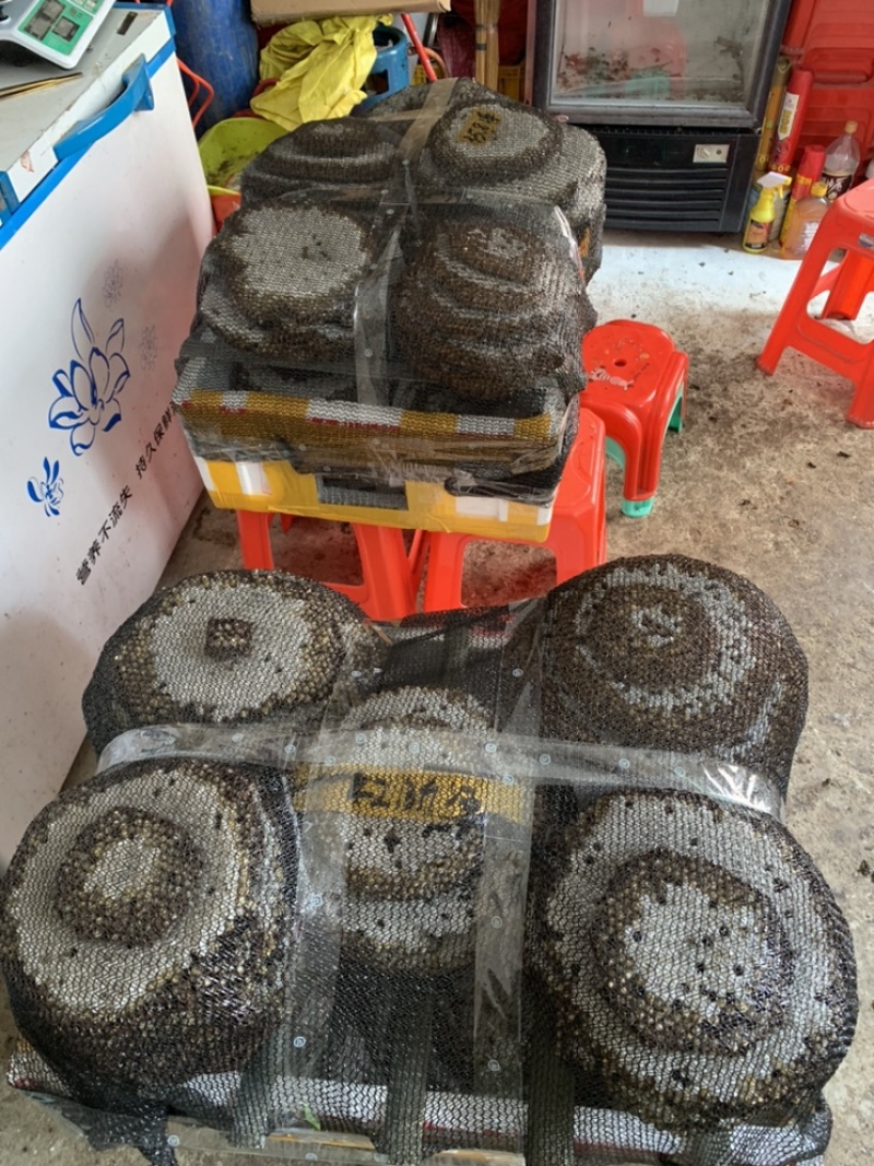 大量批发蜂蛹，马蜂蛹胡蜂蛹批发，新鲜带巢的价格