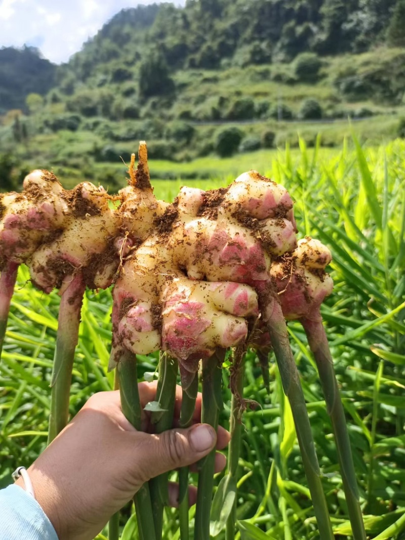 鲜姜小黄姜大芽姜山东二号湖南二号贵州二号