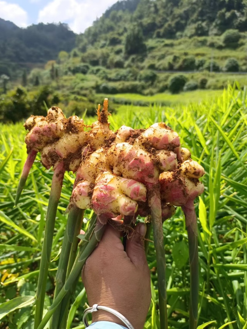 鲜姜小黄姜大芽姜山东二号湖南二号贵州二号