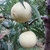 十月甜蜜冬桃，甜度高，果面好，个头大，现货自己家种的，