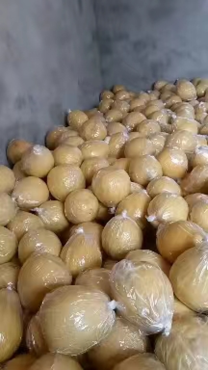 江永粗石江老树沙田柚大量上市，做生意的老板可来产区批发