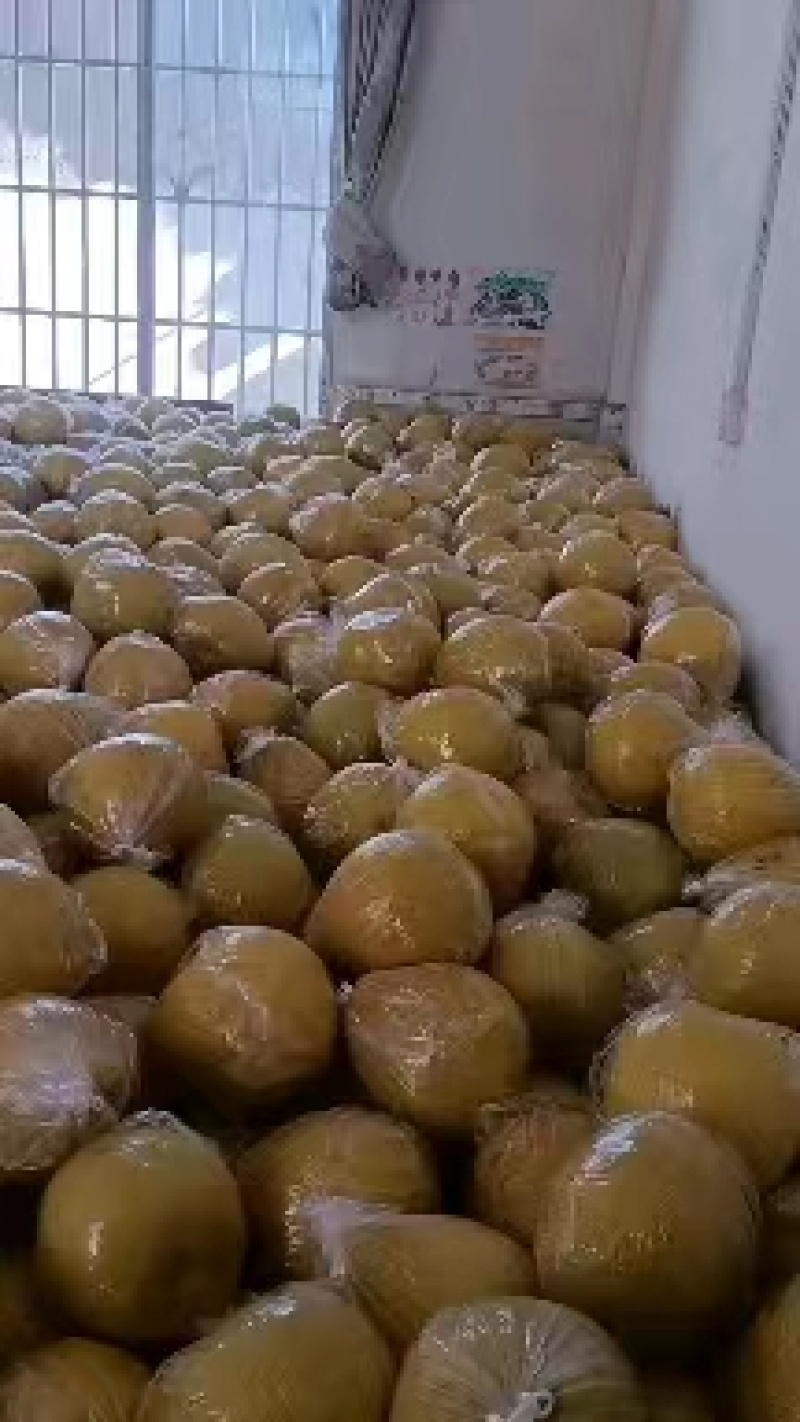 江永粗石江老树沙田柚大量上市，做生意的老板可来产区批发