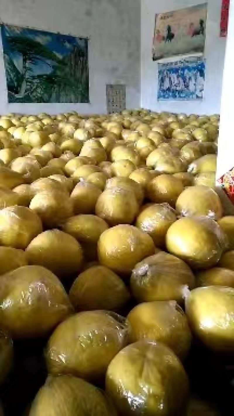 江永粗石江老树沙田柚大量上市，做生意的老板可来产区批发