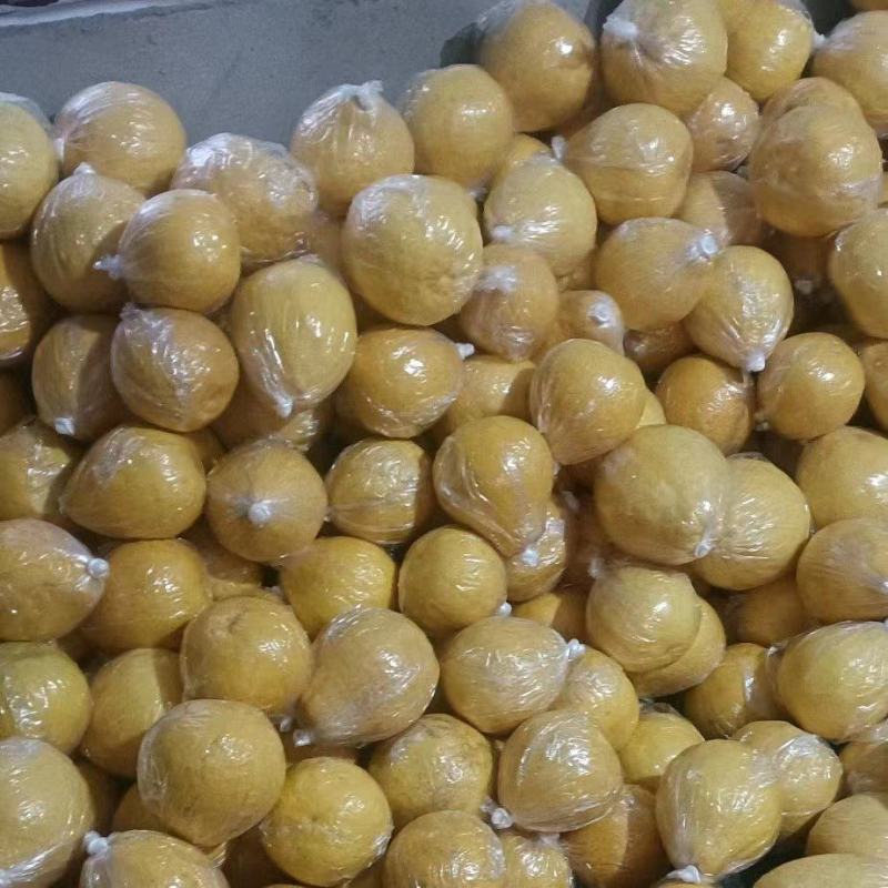 江永粗石江老树沙田柚大量上市，做生意的老板可来产区批发
