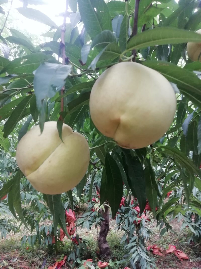 十月甜蜜冬桃，甜度高，果面好，个头大，现货自己家种的，