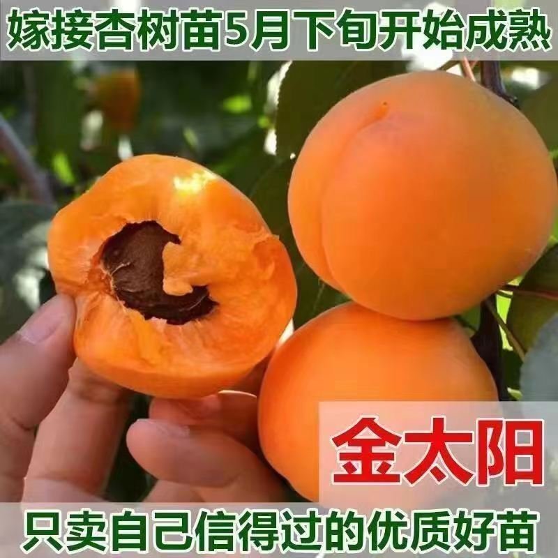 杏树苗甜杏苗金太阳杏嫁接杏子苗果树苗南北方种植