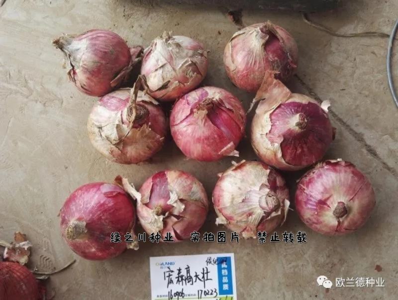 欧兰德宏森高大壮紫红皮洋葱种子基地专用高圆形洋葱种子