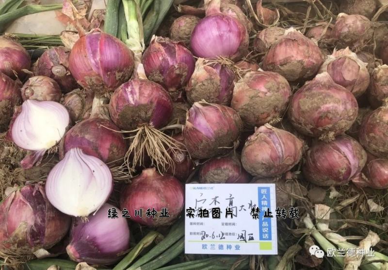 欧兰德宏森高大壮紫红皮洋葱种子基地专用高圆形洋葱种子