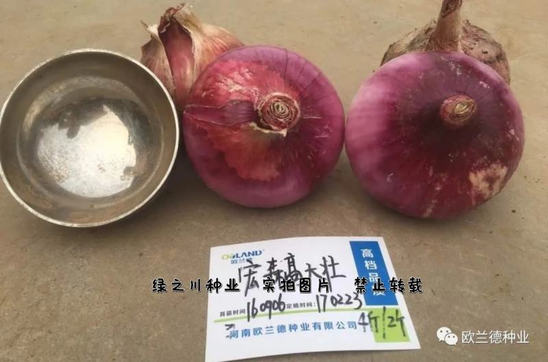 欧兰德宏森高大壮紫红皮洋葱种子基地专用高圆形洋葱种子