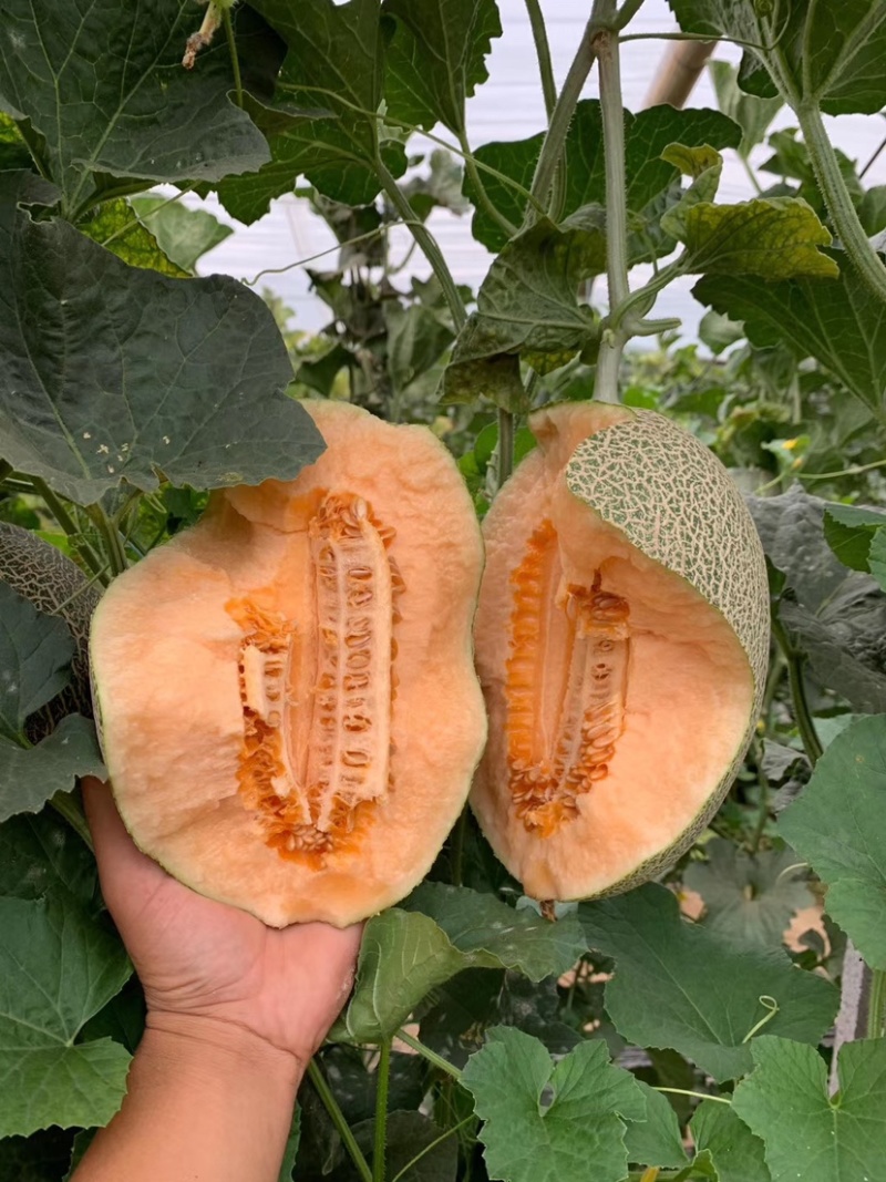 小蜜25西州蜜大量上市产地实力代办